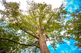 Best Storm Damage Tree Cleanup  in Nahunta, GA