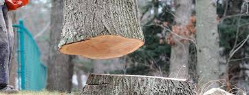 Professional Tree Care in Nahunta, GA