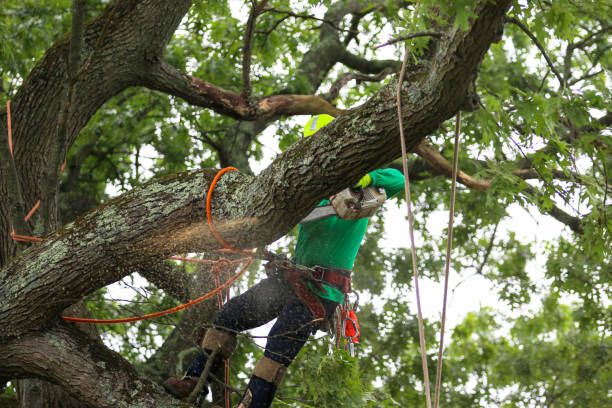 Best Root Management and Removal  in Nahunta, GA