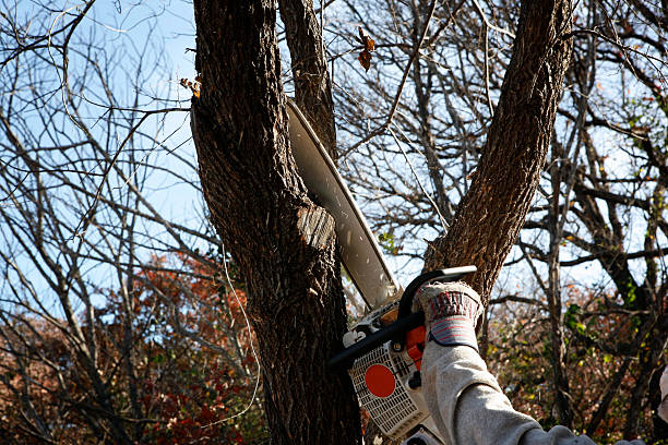 How Our Tree Care Process Works  in  Nahunta, GA