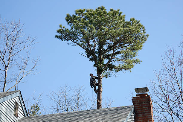 Best Tree Mulching  in Nahunta, GA